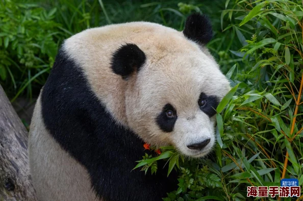 疯狂动物园深度解析：牛脾气树图鉴揭秘，探索最易怒素食主义者之谜