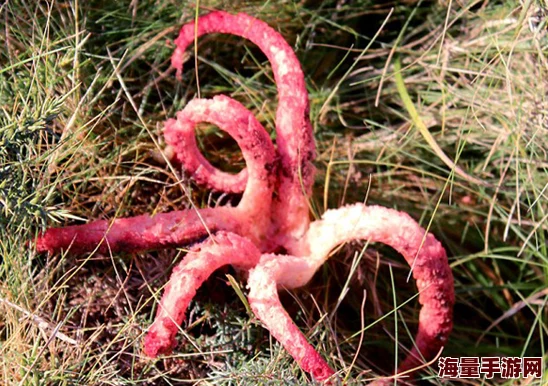 触手怪tentaculata2科学家发现新种触手怪其生物特性引发关注