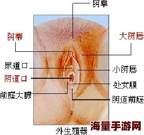 女生扒开尿道检查结果显示一切正常