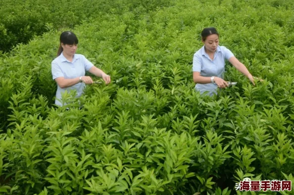 橙人视频：最新推出的短视频功能让用户轻松分享生活点滴