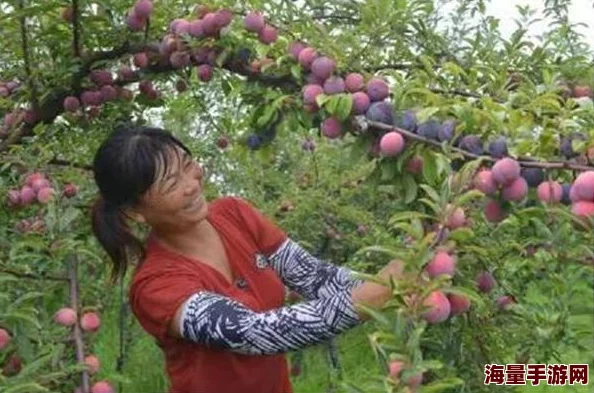 山村雯雯喜迎丰收采摘忙村民脸上洋溢着幸福的笑容