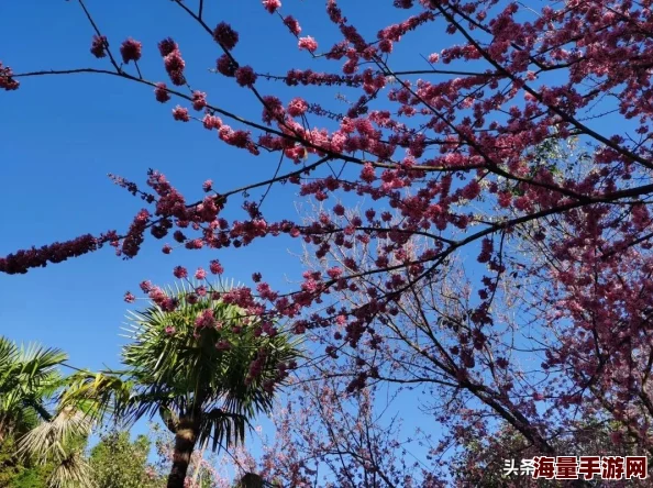 樱花网址汇集赏樱指南预测花期及各地盛开美景