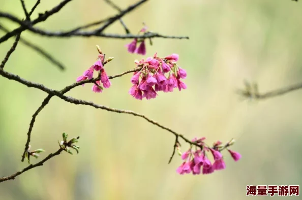 樱花网址汇集赏樱指南预测花期及各地盛开美景