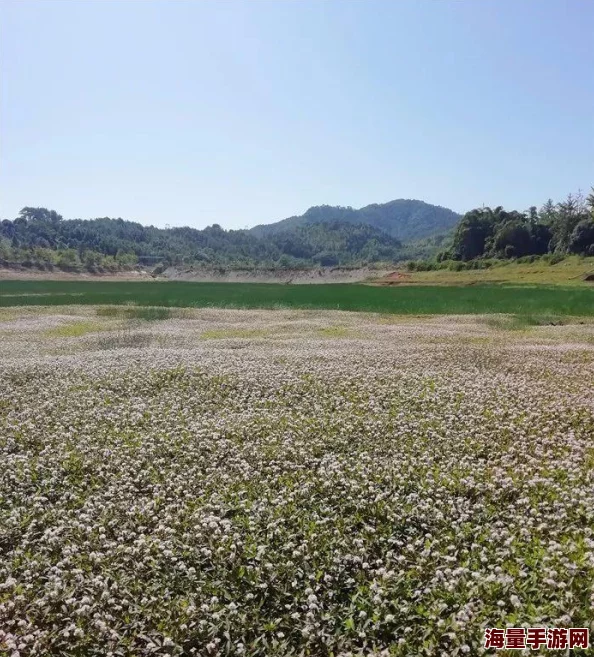 梦幻西游手游花海表演惊喜揭幕时间公布！完整花海表演时间表抢先看！