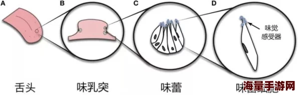 把舌头伸里面吃小豆豆探索舌尖味蕾与不同种类小豆口感质地差异的奇妙体验