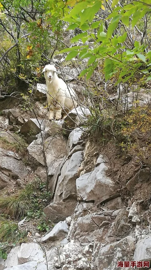 又大又白又有弹性的两座大山积雪融化露出青苔山体隐约可见几只山羊