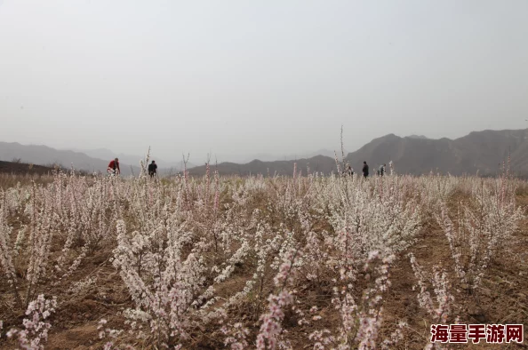 皇室战争热门解析:数据帝深度剖析钻石最新利用率策略 皇室战争热门解析:数据帝深度剖析钻石最新利用率策略