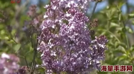 丁香婷婷啪啪资源更新至第5集新增高清版本 丁香婷婷啪啪资源更新至第5集新增高清版本