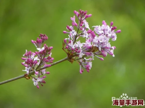 五月婷婷丁香花听说最近迷上了园艺还开了个网店专门卖自己种的丁香