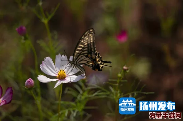 花香馥郁引蜂蝶清甜芬芳沁人心脾新品种研发成功花期更长