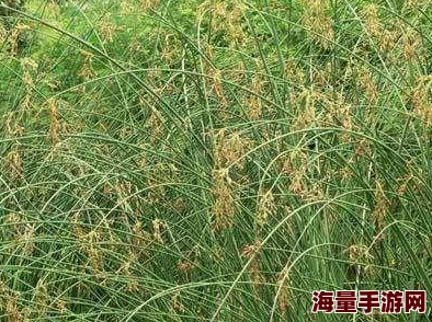 花茎被硕大狠狠地撞击疑似昆虫传粉或小型动物活动导致弯曲受损