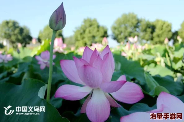 碧荷阿里里呀夏日荷塘盛景引游人驻足花香四溢