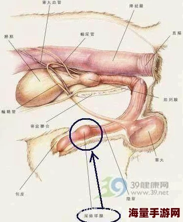 尿口videos极度扩张探索女性尿道扩张的生理极限及相关潜在风险