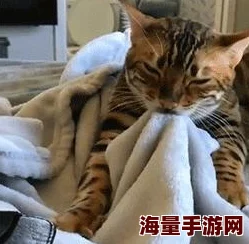 嗯啊受不了原视频标题为“猫咪按摩舒服得直哼哼”