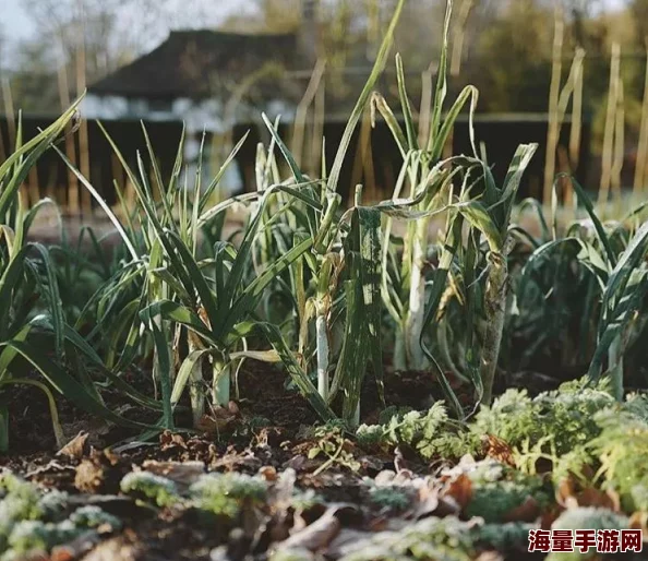 一小时人生：前期高效种植秘籍，靠近水源+热门作物速成技巧