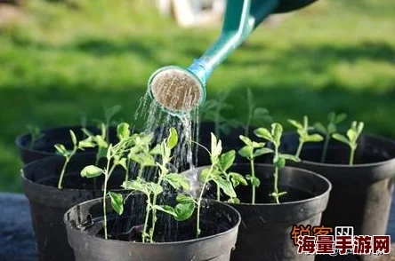 一小时人生：前期高效种植秘籍，靠近水源+热门作物速成技巧