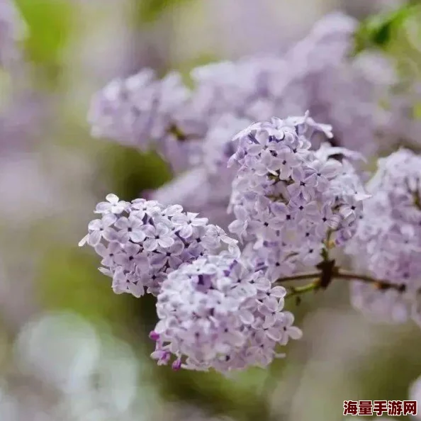 色墦五月丁香为何如此迷人因为娇小的花朵簇拥在一起形成一片浪漫的紫色海洋