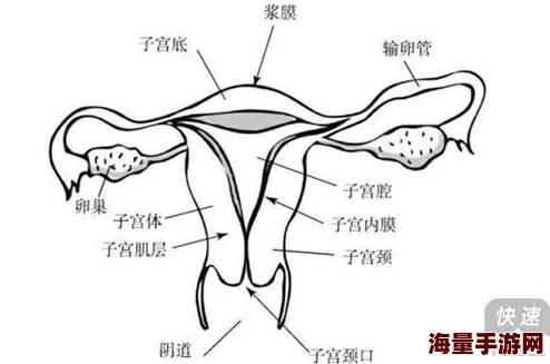 西西人体为何能够脱颖而出是因为它将复杂的人体结构以简单易懂的方式呈现出来