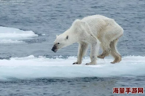 《我的世界》北极熊习性揭秘与玩家必知安全注意点