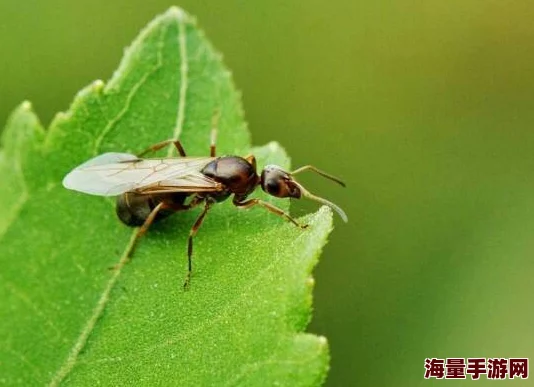 为什么小虫子会在惊蛰这一天爬出来-蚂蚁庄园2022年3月5日每日一题答案 为什么小虫子会在惊蛰这一天爬出来-蚂蚁庄园2022年3月5日每日一题答案